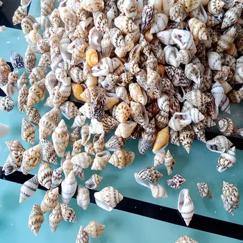 Gamtos myli shell Gamtinių Labai Mini Sea Shell nedidelio jūros 500pcs, 