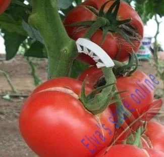 50pcs augalų pomidorų įrašą augalų užtrauktuku augalų plotai Pomidorų Gėlių, Daržovių Auginimo Įrašą