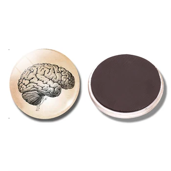 Steampunk Anatominį Smegenų 30MM Šaldytuvas Magnetas Žmogaus Smegenų Mokslo Stiklo Kupolas Magnetinio Šaldytuvas Lipdukai obligacijos Turėtojui Namų Dekoro